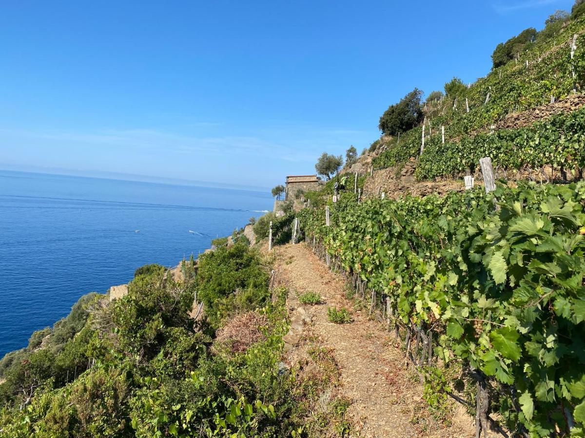 Casa Natalina Lejlighed Monterosso al Mare Eksteriør billede